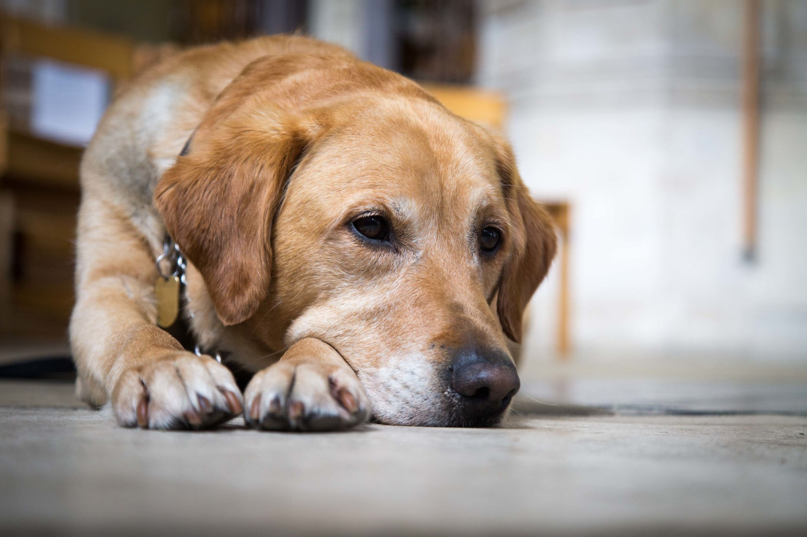 Cane guida