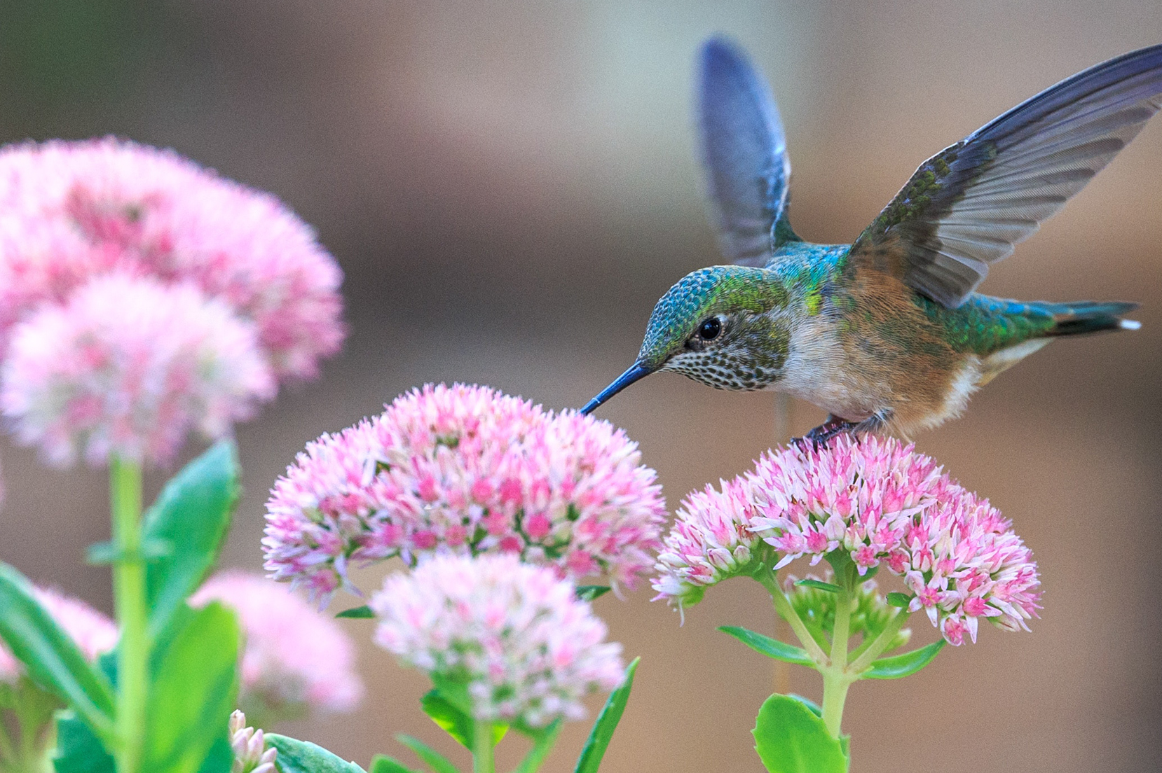 little bird on the flowers