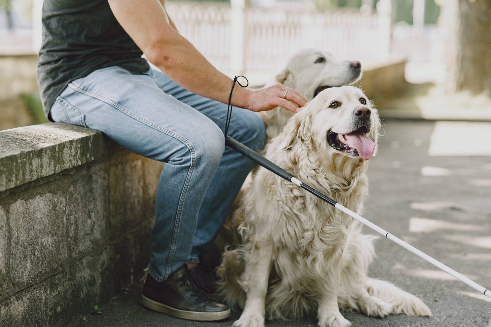 Uomo siede su un muretto tenendo al guinzaglio un cane guida per ciechi e un bastone bianco